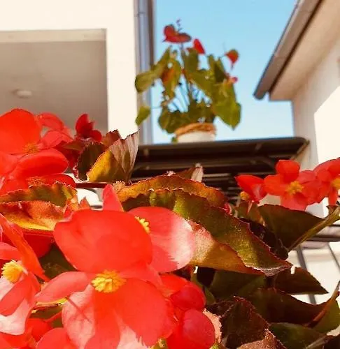 Appartement Benassi *